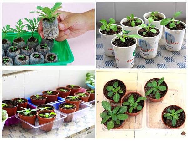 Seeding steps for Petunia