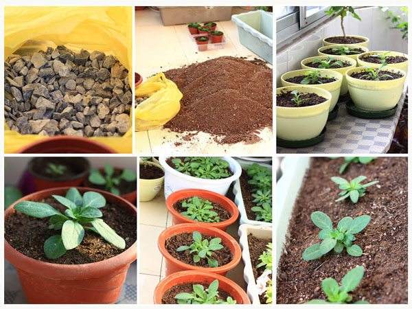 Seeding steps for Petunia