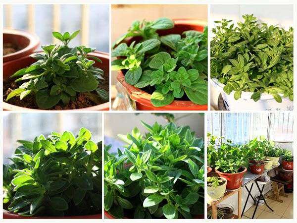 Seeding steps for Petunia