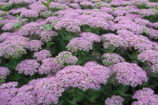 Wild Sedum spectabile