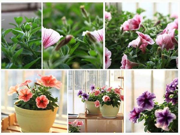 Seeding steps for Petunia