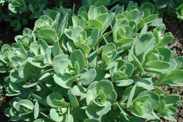 Eight Treasures Sedum in the Sun