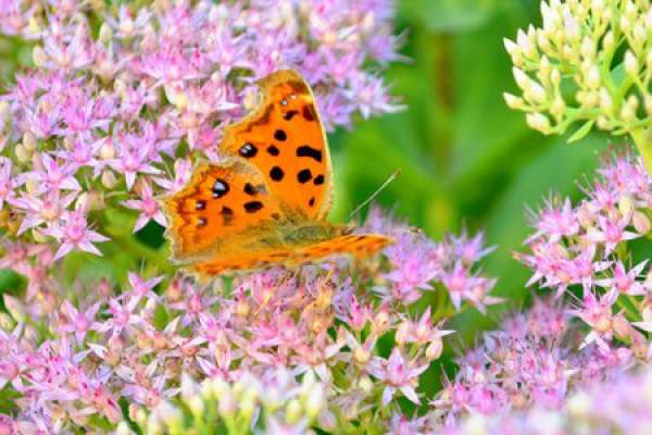 Eight Treasures Sedum in the Sun