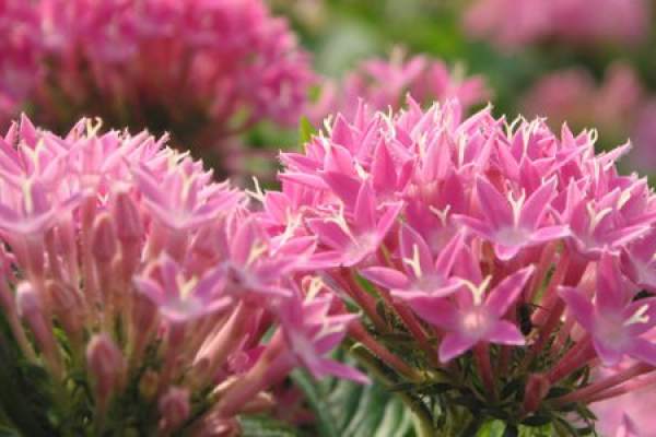 Pink Eight Treasure Sedum Flower