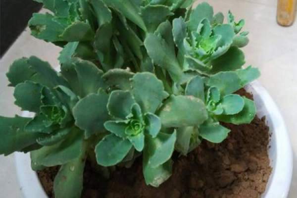 Pink Eight Treasure Sedum Flower