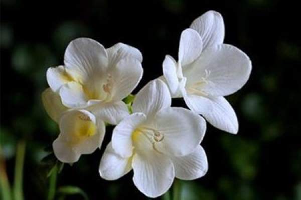 Freesia
