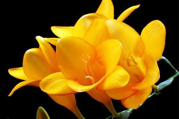 Freesia