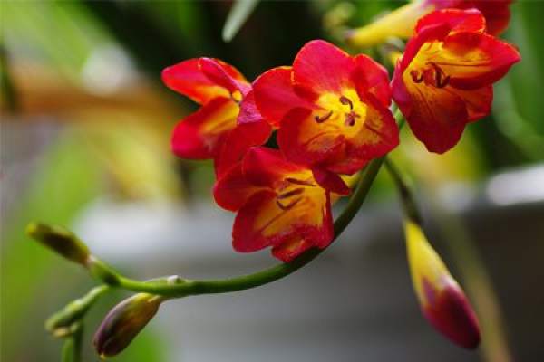 Freesia