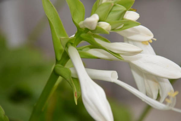 Hosta nobilis