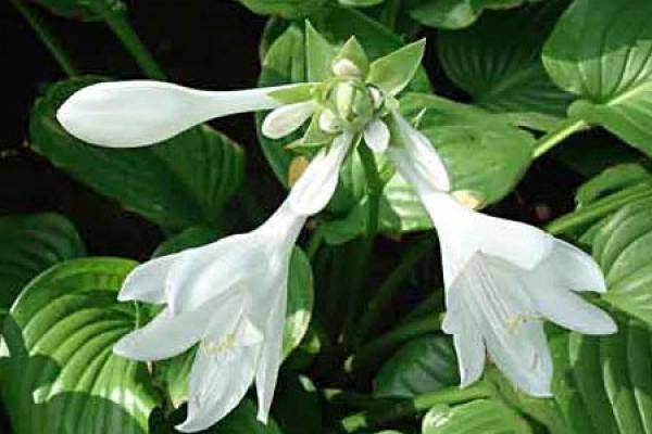 Hosta nobilis