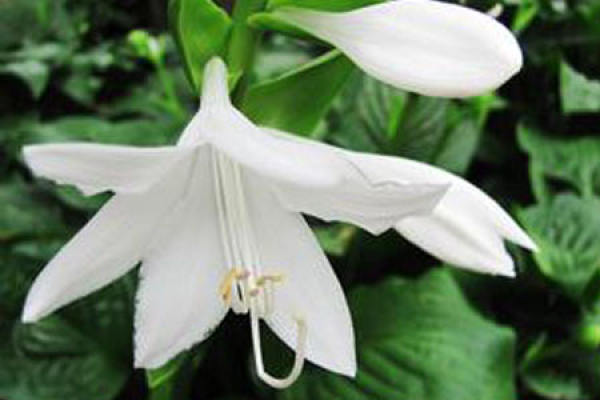 Hosta nobilis