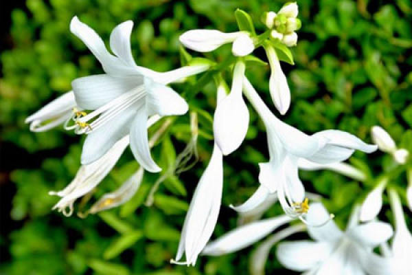 Family potted hosta