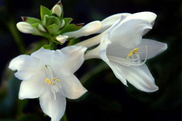 family potted Hosta flower