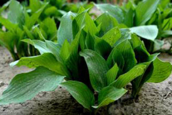Hosta planting soil