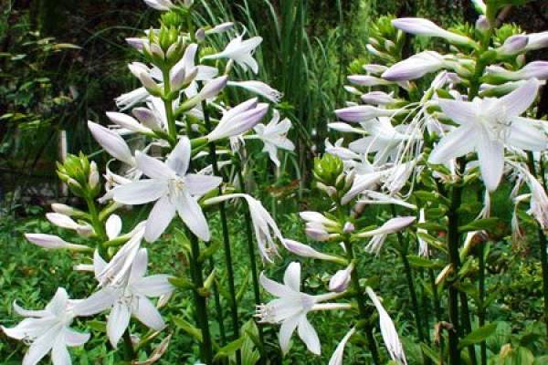 Hosta planting soil