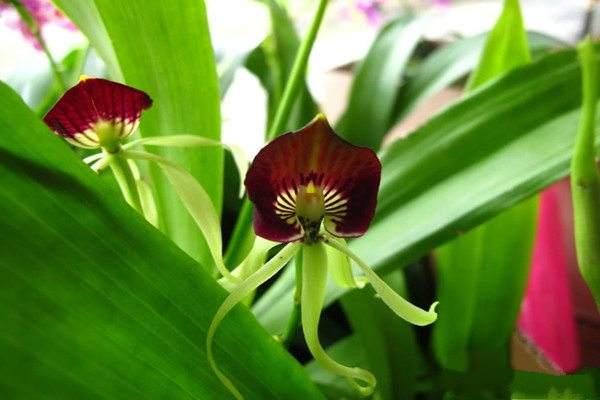 Octopus orchid - soil requirements