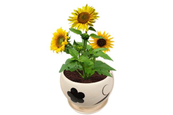 sunflowers in the courtyard