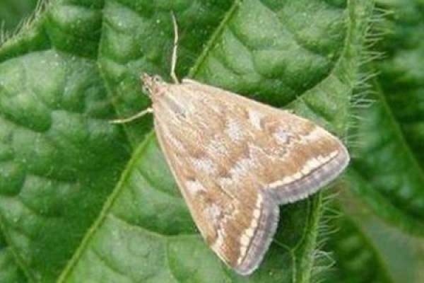 Meadow moth
