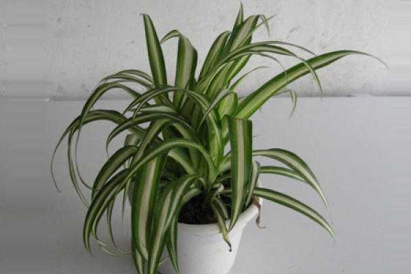 Chlorophytum comosum pot