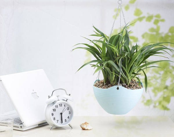 Chlorophytum comosum pot
