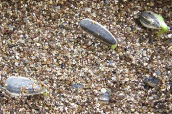 Sunflower seed