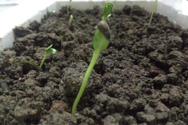 Sunflower seed