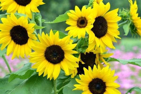 sunflower seeds