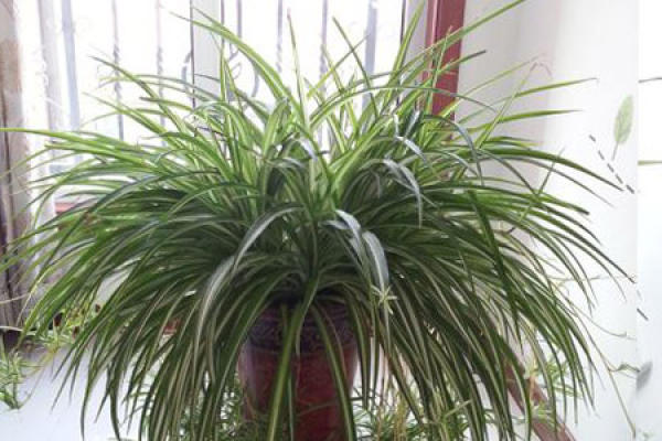 Chlorophytum comosum pot