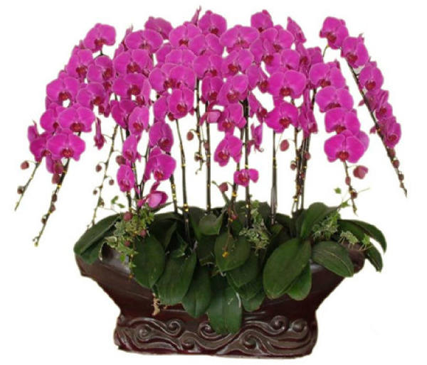 Reasons for repotting of Phalaenopsis