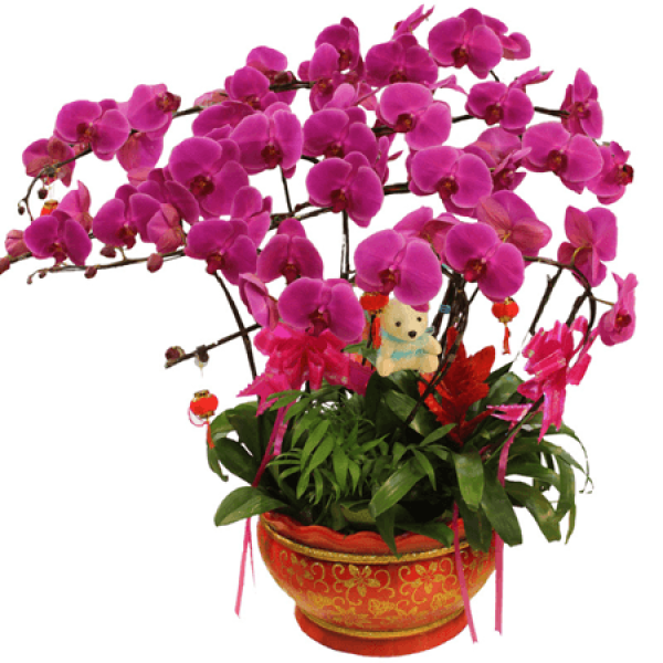 reason for Phalaenopsis changing pots