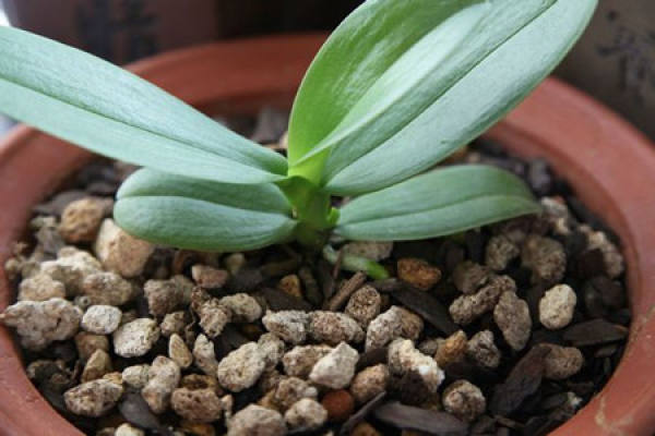 Phalaenopsis fertilize method