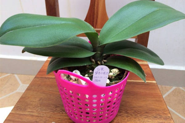 fertilization method of Phalaenopsis
