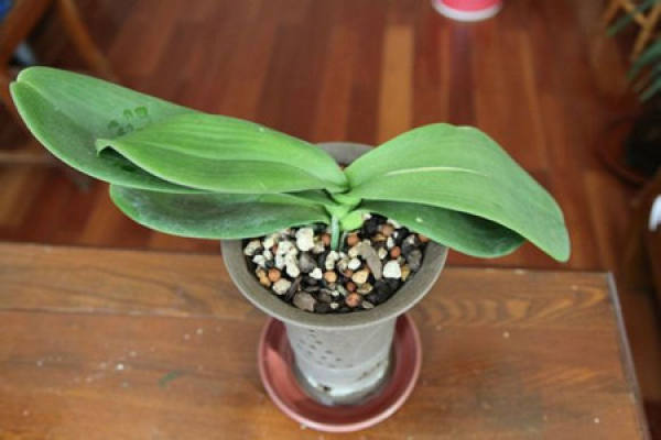 fertilization method of Phalaenopsis