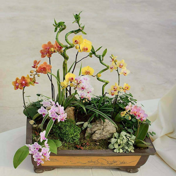 Phalaenopsis bonsai