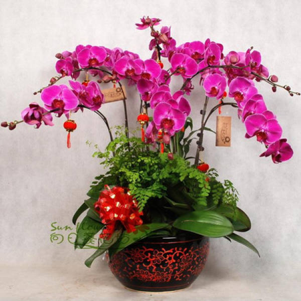 bonsai of Phalaenopsis