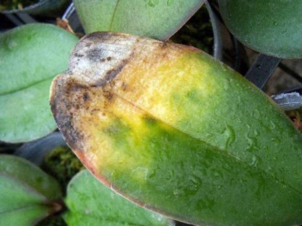 Phalaenopsis pest