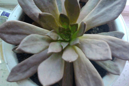 Jade Butterfly Curing
