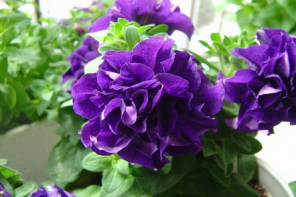 Petunia blooming pictures