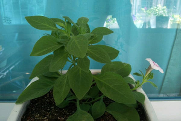 picture of Petunia blooming
