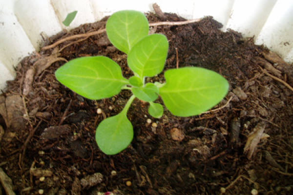 Petunia seedlings