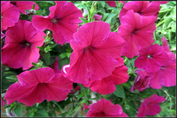 Petunia seedlings