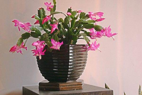 Decorate the home with the function of the crab claw orchid