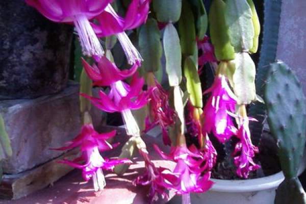 Postanemic conservation of Crab Claw Postanemic conservation of Crab Claw