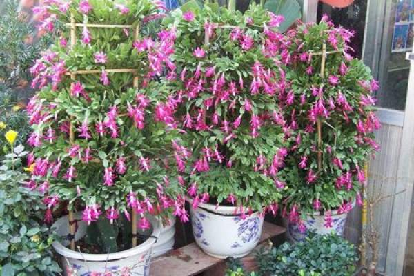 Postanemic conservation of Crab Claw Postanemic conservation of Crab Claw