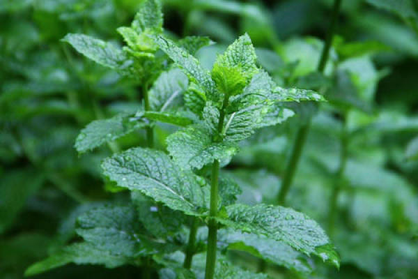 Spearmint