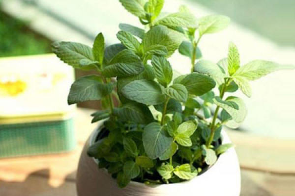 Mint watering method Mint watering method