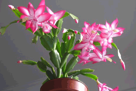 fertilization method in dormancy period of Christmas Cactus