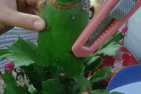 Crab cactus grafting method