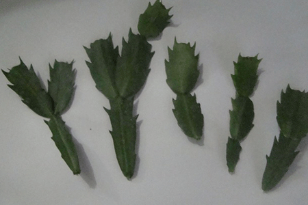 Crab cactus grafting method