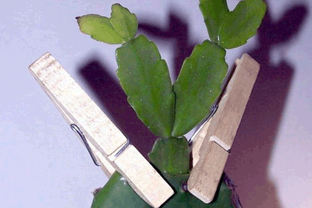 grafting method of Christmas Cactus